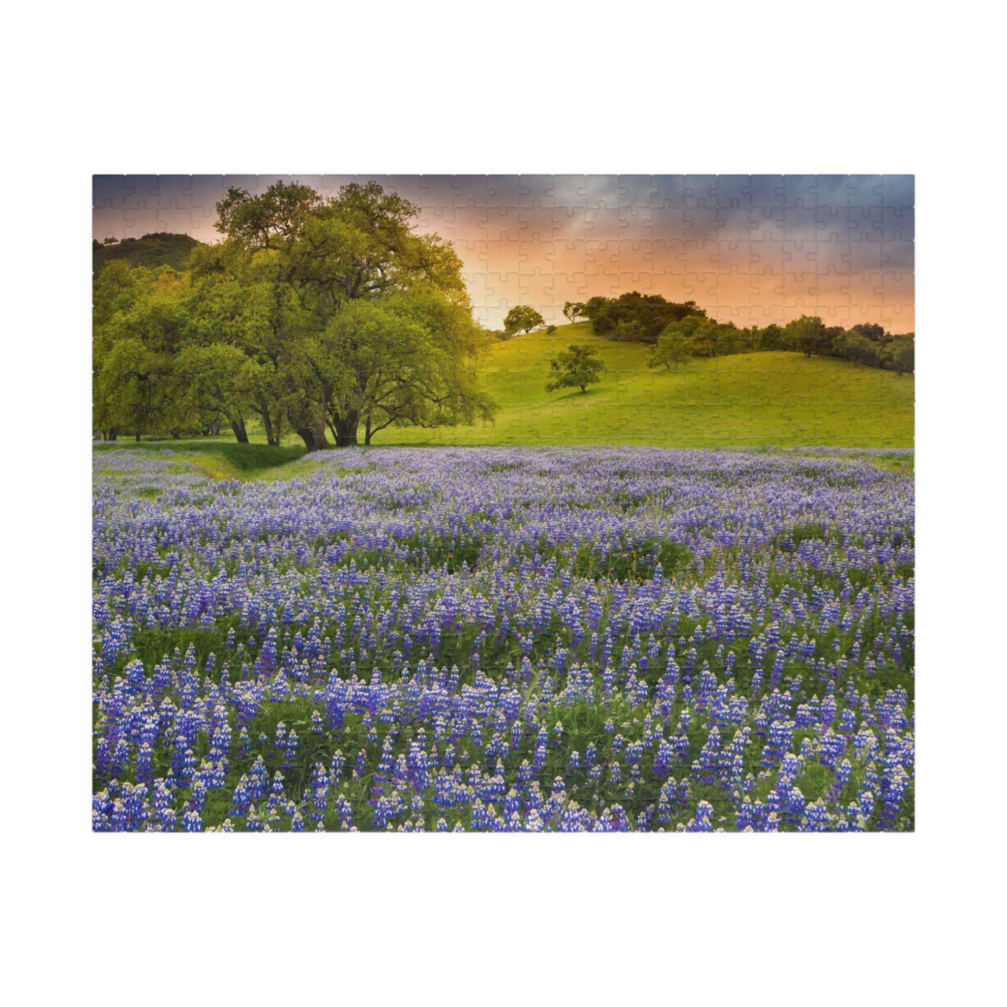 Bluebonnet Field Sunset Puzzle | Scenic Landscape Jigsaw