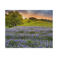 Bluebonnet Field Sunset Puzzle | Scenic Landscape Jigsaw